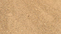 Gold Chat decorative rock, close-up