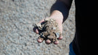 Native Type II base gravel, handful showing size