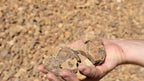 Oak 3/4 inch decorative rock, handful showing size
